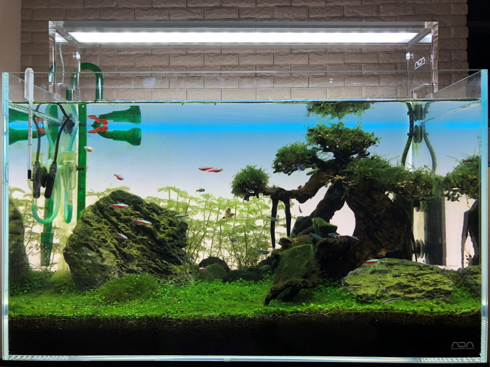 擬人 魅惑する 運河 日本 庭園 水槽 七時半 キリスト教 グッゲンハイム美術館